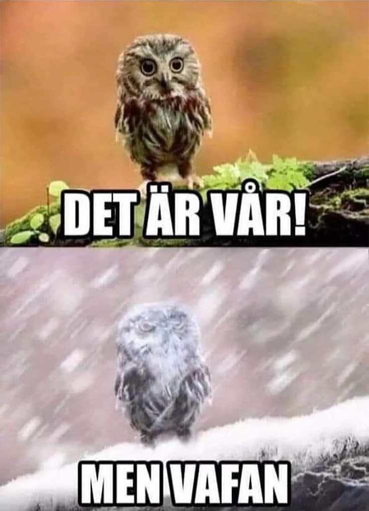 [위클리스웨덴] 두근두근 창간준비호!의 썸네일 이미지