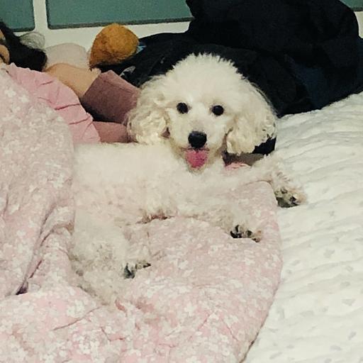 디디의 프로필 이미지