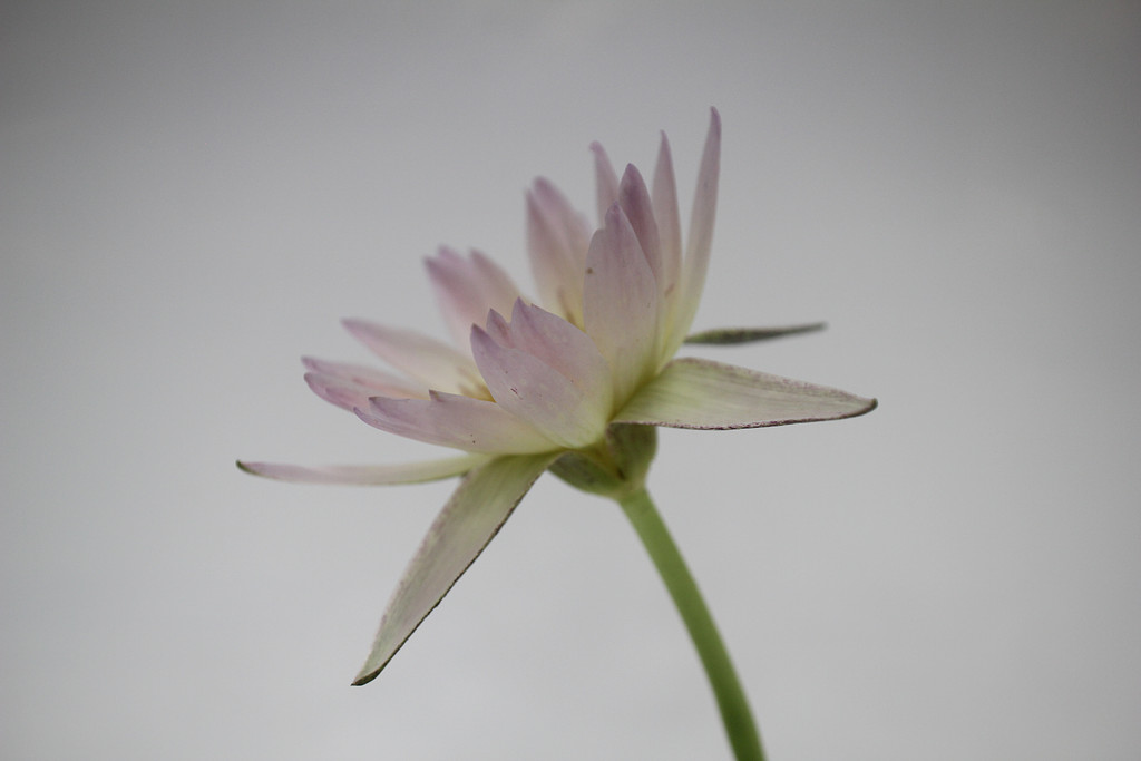 [이 계절, 이 식물] 밀당의 고수? 어쩌면 직장인일지 몰라.의 썸네일 이미지