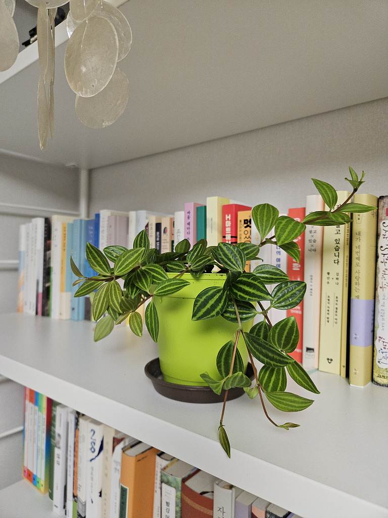 [이 계절 이 식물] 예쁘게 키우세요!의 썸네일 이미지