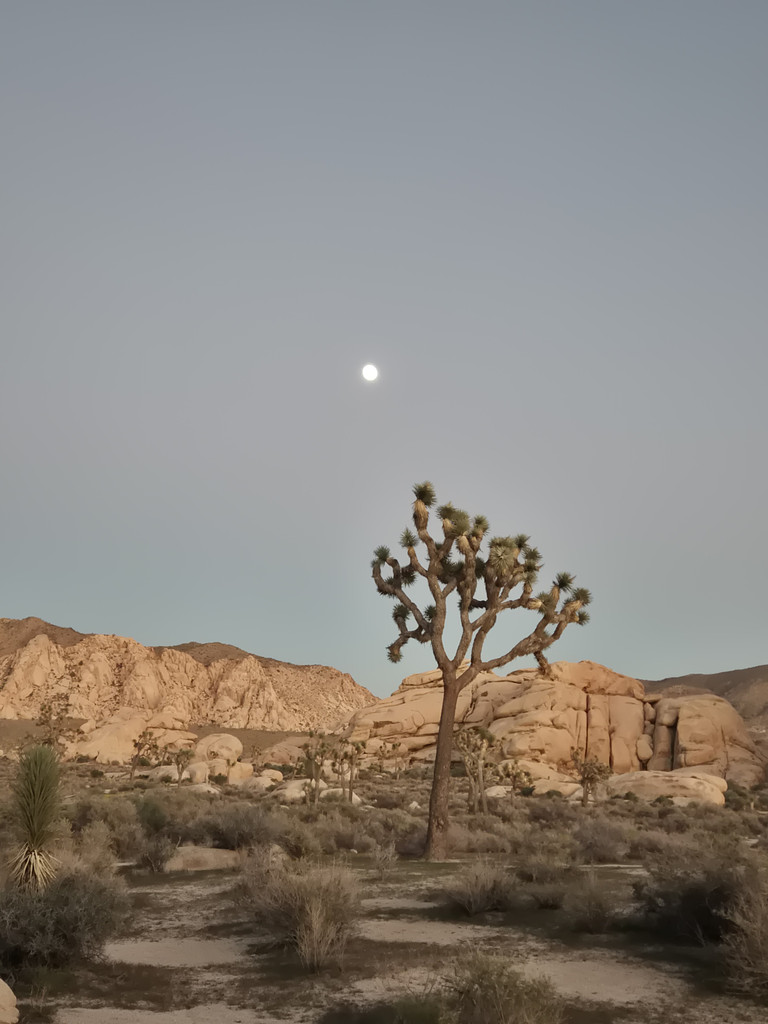 황C LA 유람기의 썸네일 이미지