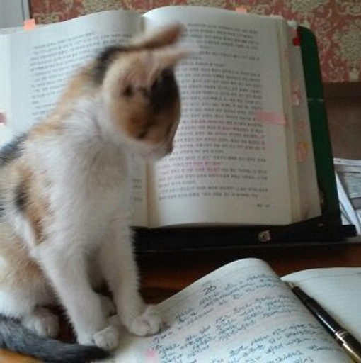 Oak의 프로필 이미지