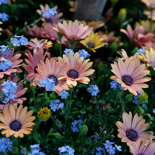 Shine의 프로필 이미지