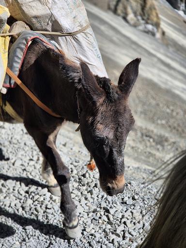 화이트크로우의 프로필 이미지