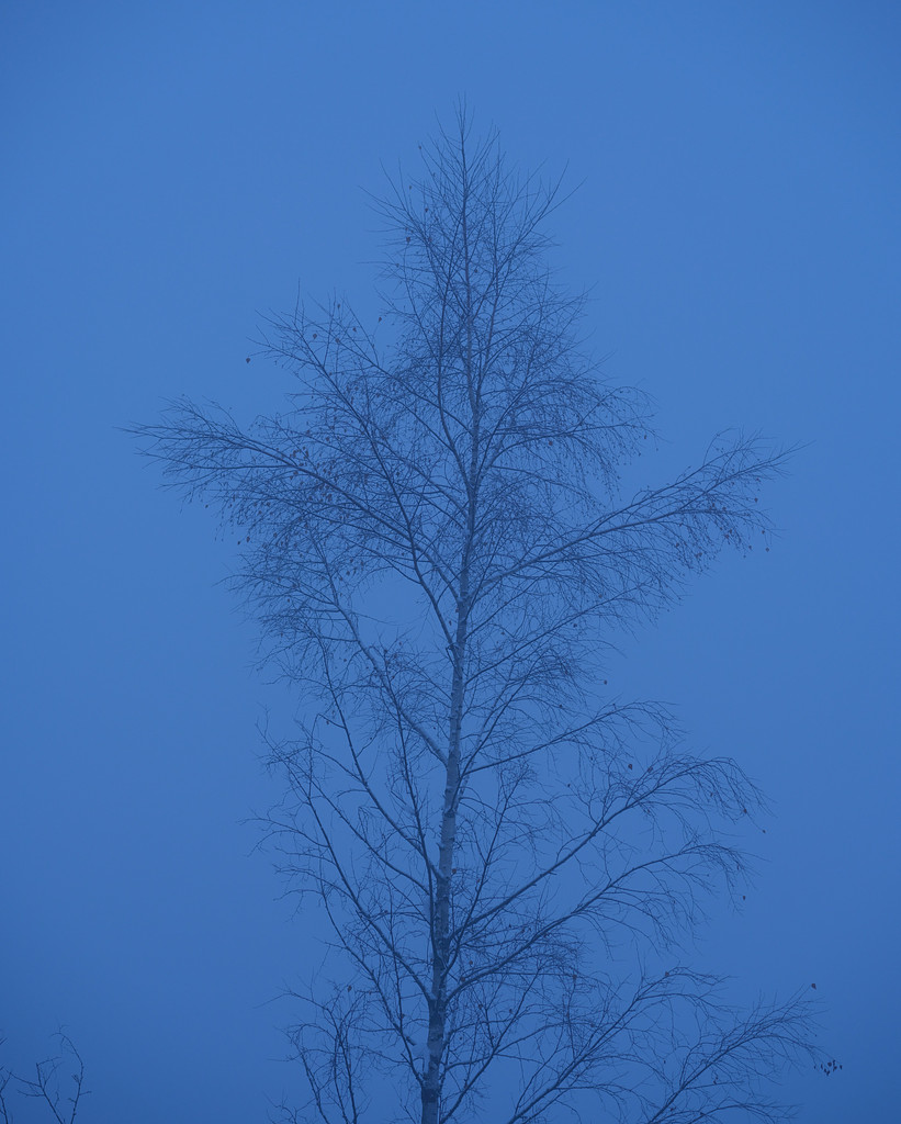 흔들리지 않는 한 그루의 나무를 찾아서의 썸네일 이미지
