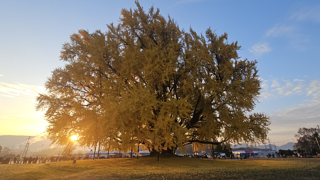 [이 계절, 이 식물] 안 본 눈 삽니다. 의 썸네일 이미지