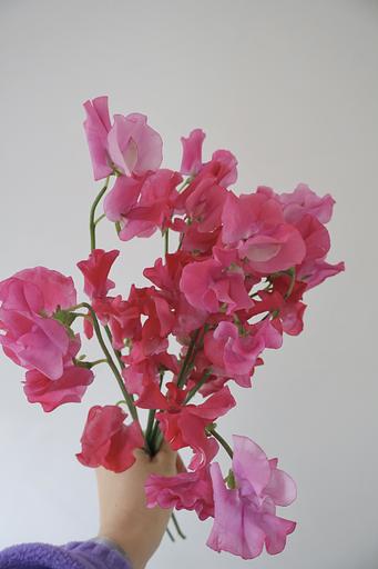 그럼에도 불구하고 꽃의 프로필 이미지