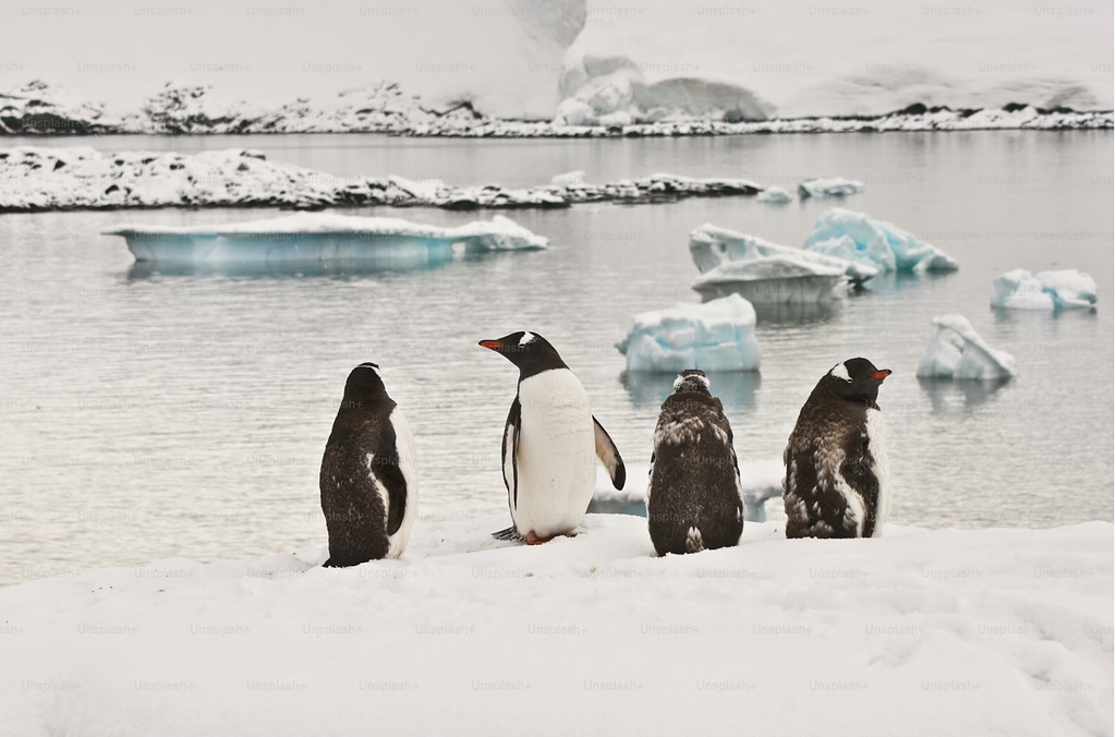 펭귄의 진심의 썸네일 이미지