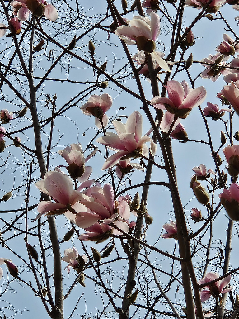 [이 계절 이 식물] 숨은 그림과 비밀을 찾는 시간의 썸네일 이미지
