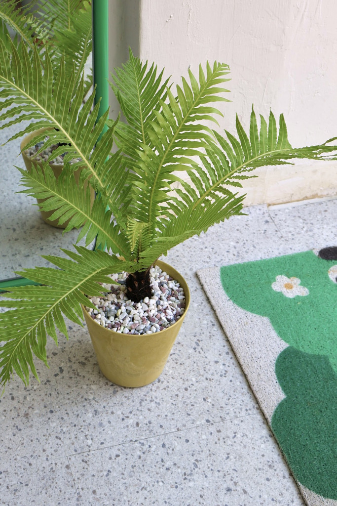 스텔링플라워 💌 이번 봄에는 식물 키워볼까? 고민 중인 분들에게의 썸네일 이미지