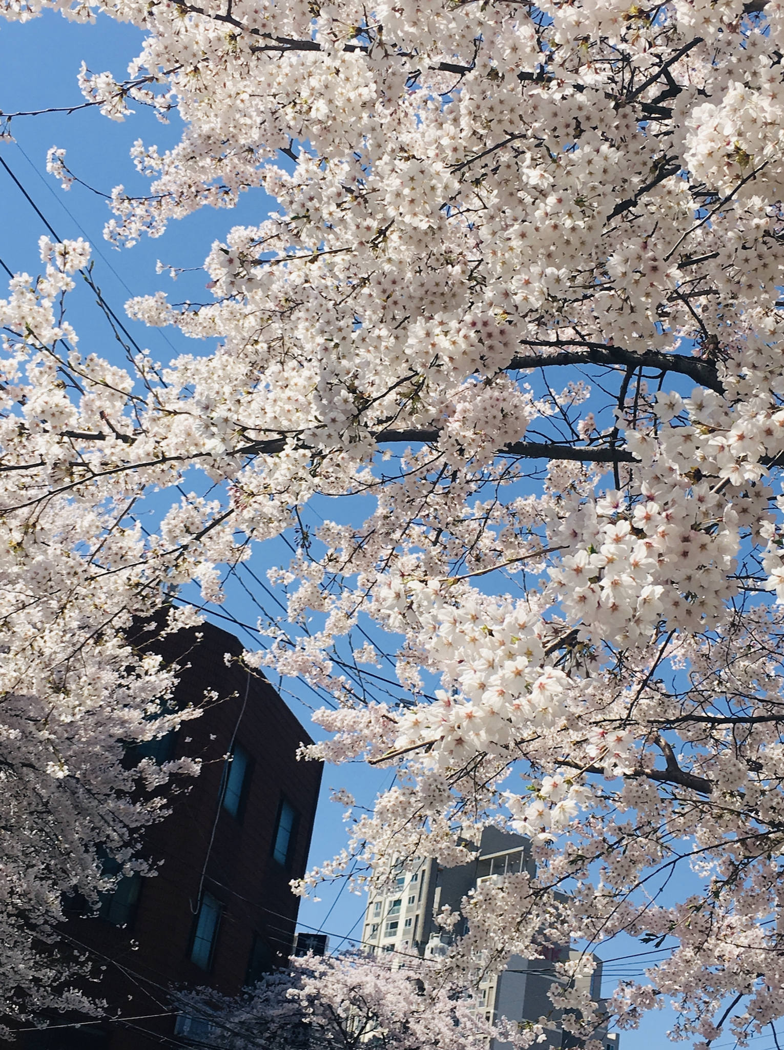 2026년 일본 진출, 현장에 집중하세요 편 뉴스레터 지팡 제작 후기의 썸네일 이미지