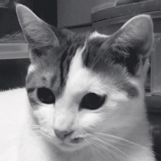 야옹대장의 프로필 이미지