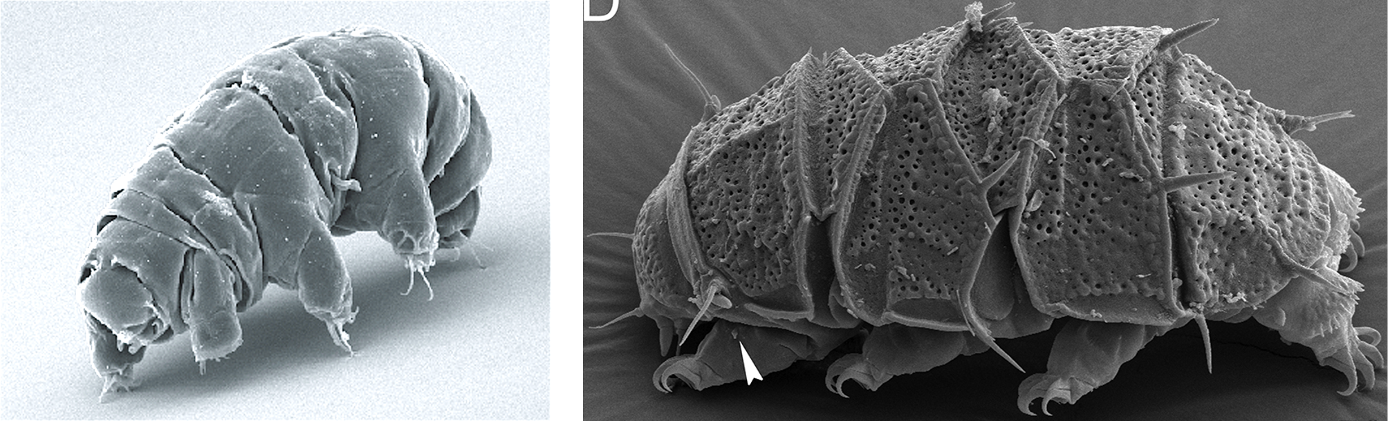 (좌) PLoS ONE 7(9), e45682 (2012). CC BY 2.5, (우) Evol. Syst. 3(1), 29-39 (2019). CC BY 4.0