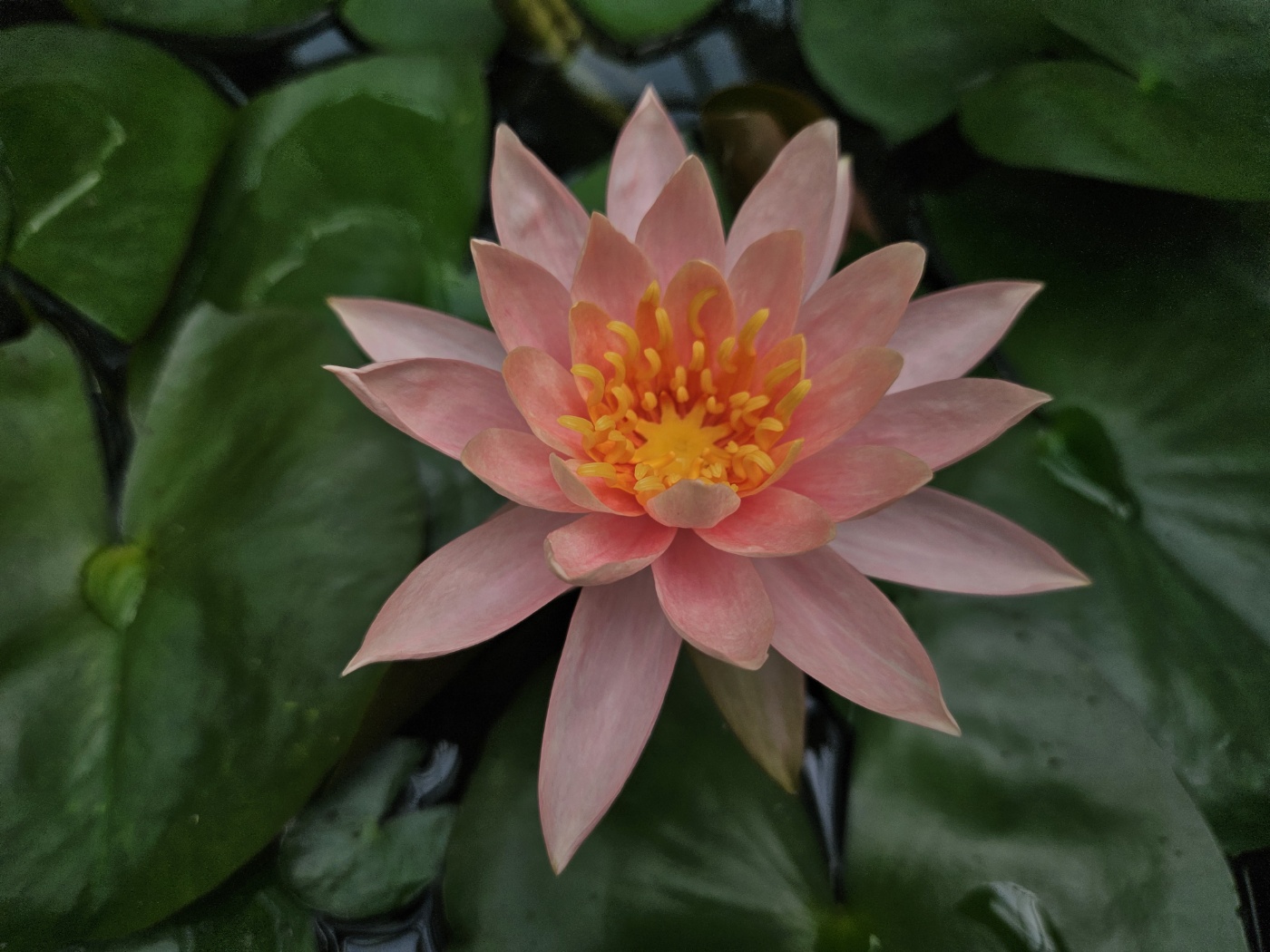 바로 이 친구입니다, 수련! 어여쁘지 않습니까? ㅎㅎ