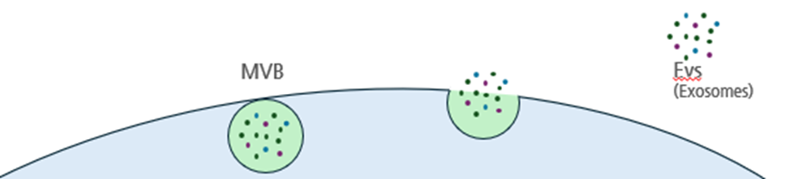 엑소좀은 세포 내에&nbsp;MVB(다포체)&nbsp;내부에 존재하며 세포벽과 융합해서 세포 밖으로 배출됩답니다