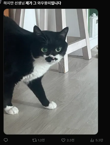 이미지 = X캡처 (https://x.com/nyangzoop/status/1929165358851658080)