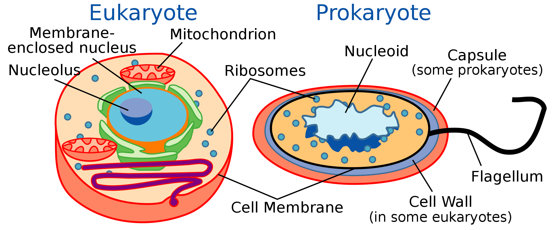 진핵생물(eukaryote)와 원핵생물(prokaryote)의 구조를 비교한 그림입니다. 진핵생물은 막으로 싸인 핵(membrane-enclosed nucleus)이 있는 반면, 원핵생물은 핵 없이 유전체가 노출되어 있습니다(nucleoid).