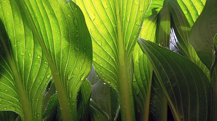 식물의 줄기를 따라 잎까지 물이 위로 올라간다. 