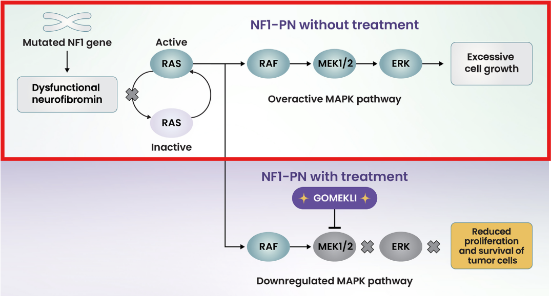 출처: Gomekli 홈페이지