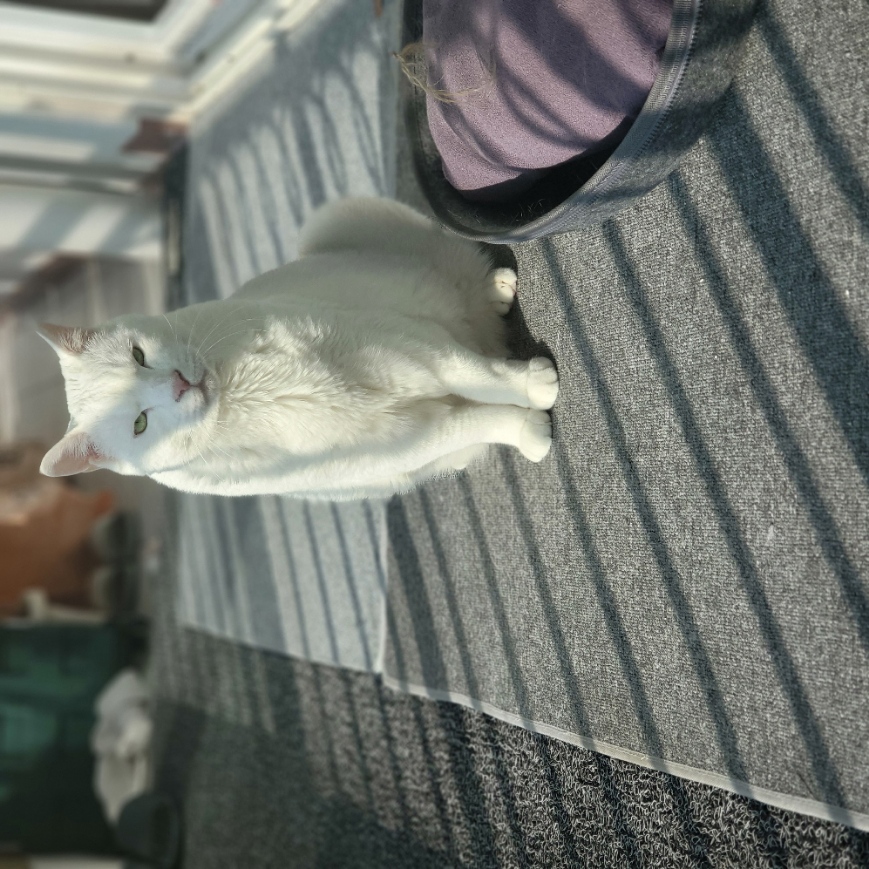 봉수 (11살, 난리법석 전문)