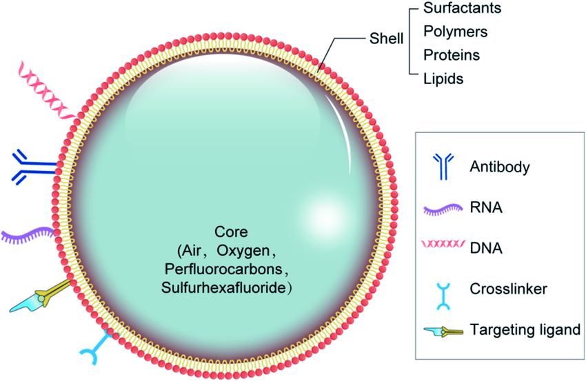 출처: Su, C., Ren, X., Nie, F., Li, T., Lv, W., Li, H., & Zhang, Y. (2021). Current advances in ultrasound-combined nanobubbles for cancer-targeted therapy: a review of the current status and future perspectives. RSC advances, 11(21), 12915–12928.