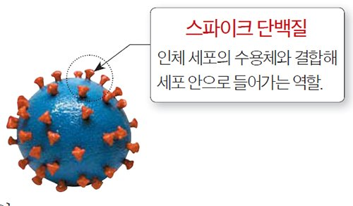 스파이크 부분 변이로, 세포에 더 잘 붙는다