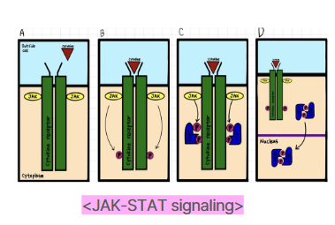 JAK-STAT signaling 경로의 분자 기전을 직접 정리한 그림입니다! 참고해주세요😉