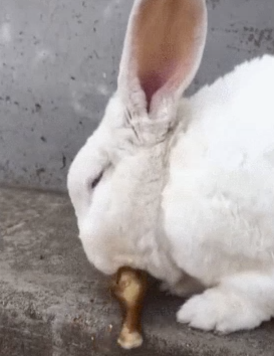 토끼도 고기맛을 보고 싶었을 수도 있습니다.