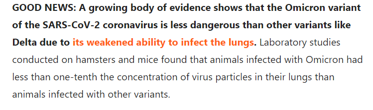 Omicron’s feeble attack on the lungs could make it less dangerous (nature.com)