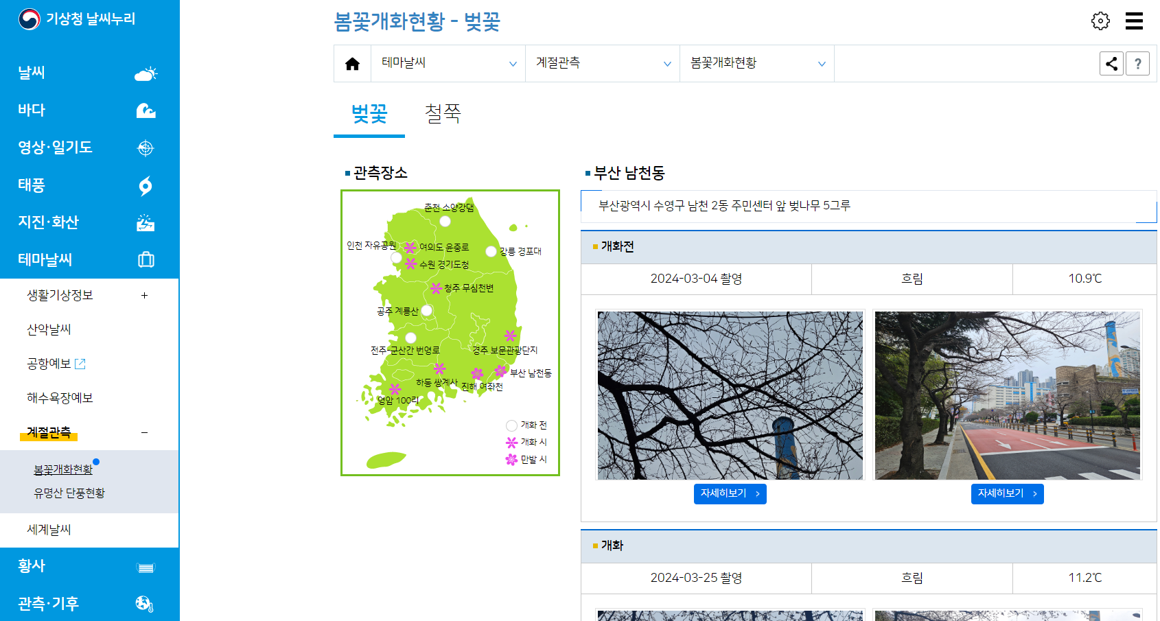 [출처] 기상청 날씨누리 홈페이지 '봄꽃개화현황' 페이지 캡처