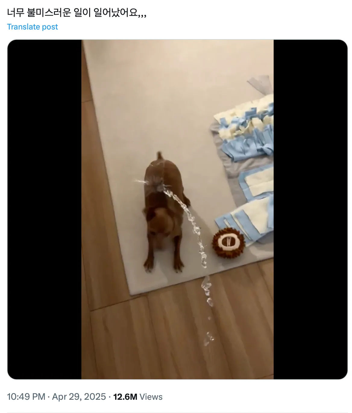 이미지 = X 캡처 (https://x.com/daechusz/status/1917214744488083928)