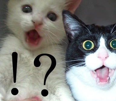 북한이ㅇㅛ...???????? 대박 신기