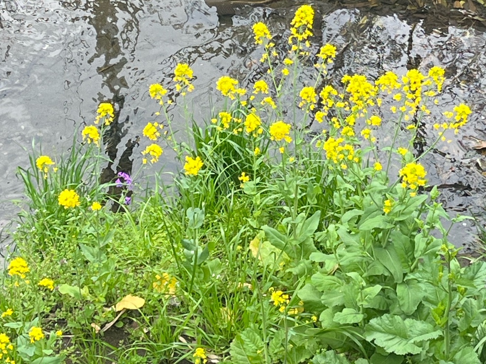 만자남 감량일지의 썸네일 이미지