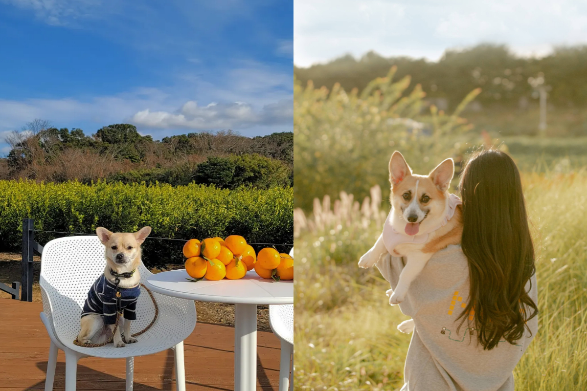 인절미 시루와 잘 익은 식빵 덕철이🍞🍞