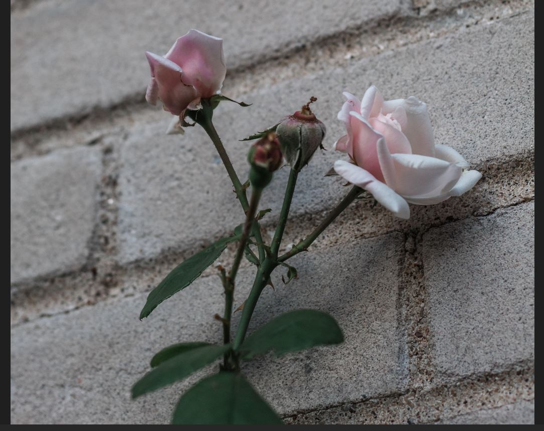 사진: Unsplash의Jessica Johnston