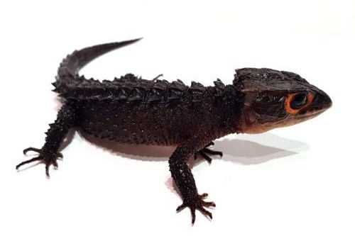 이미지 = 네이버 블로그 캡쳐 (https://m.blog.naver.com/juma0419/222212806853)