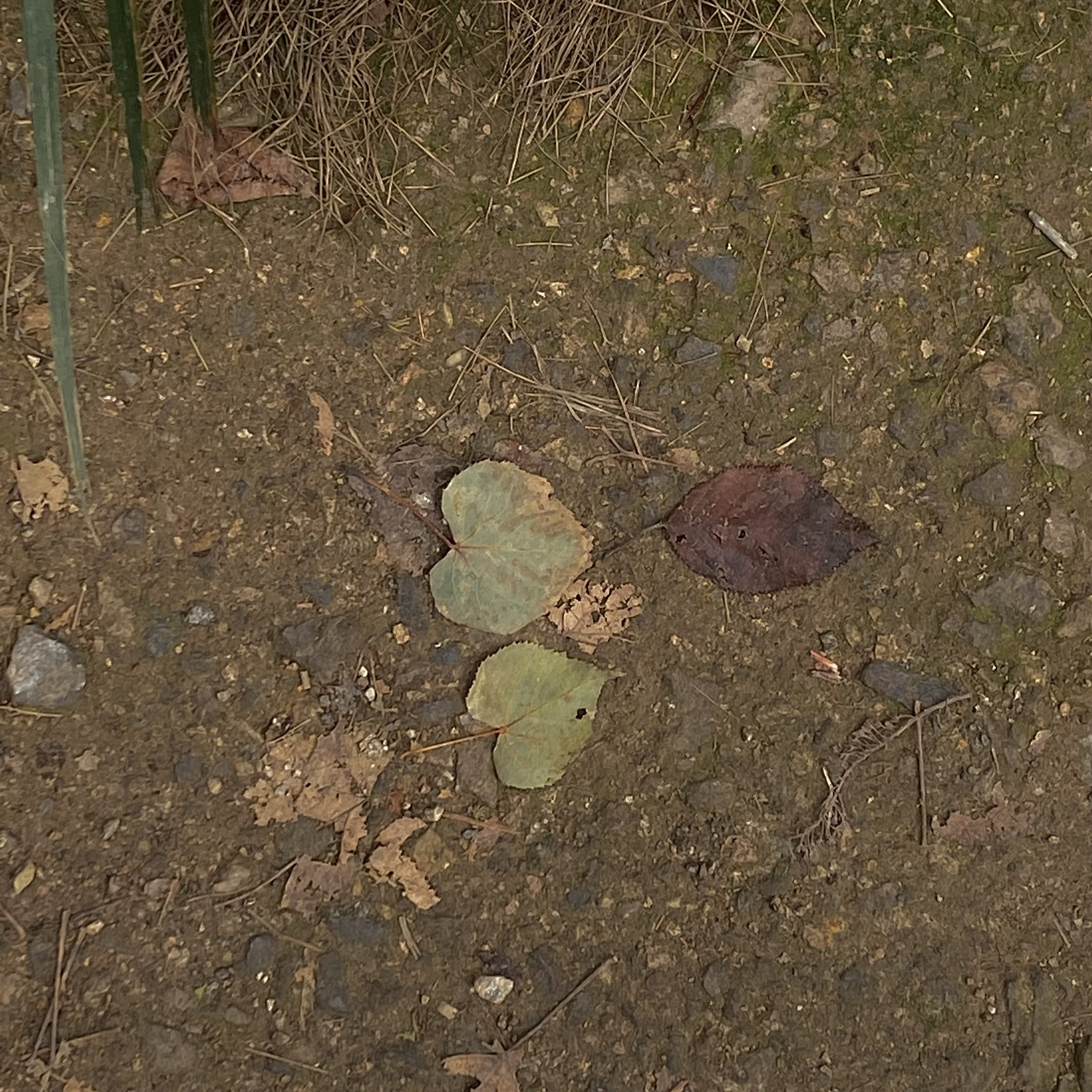 산책 중 발견한, 자연이 보내는 하트모양의 편지