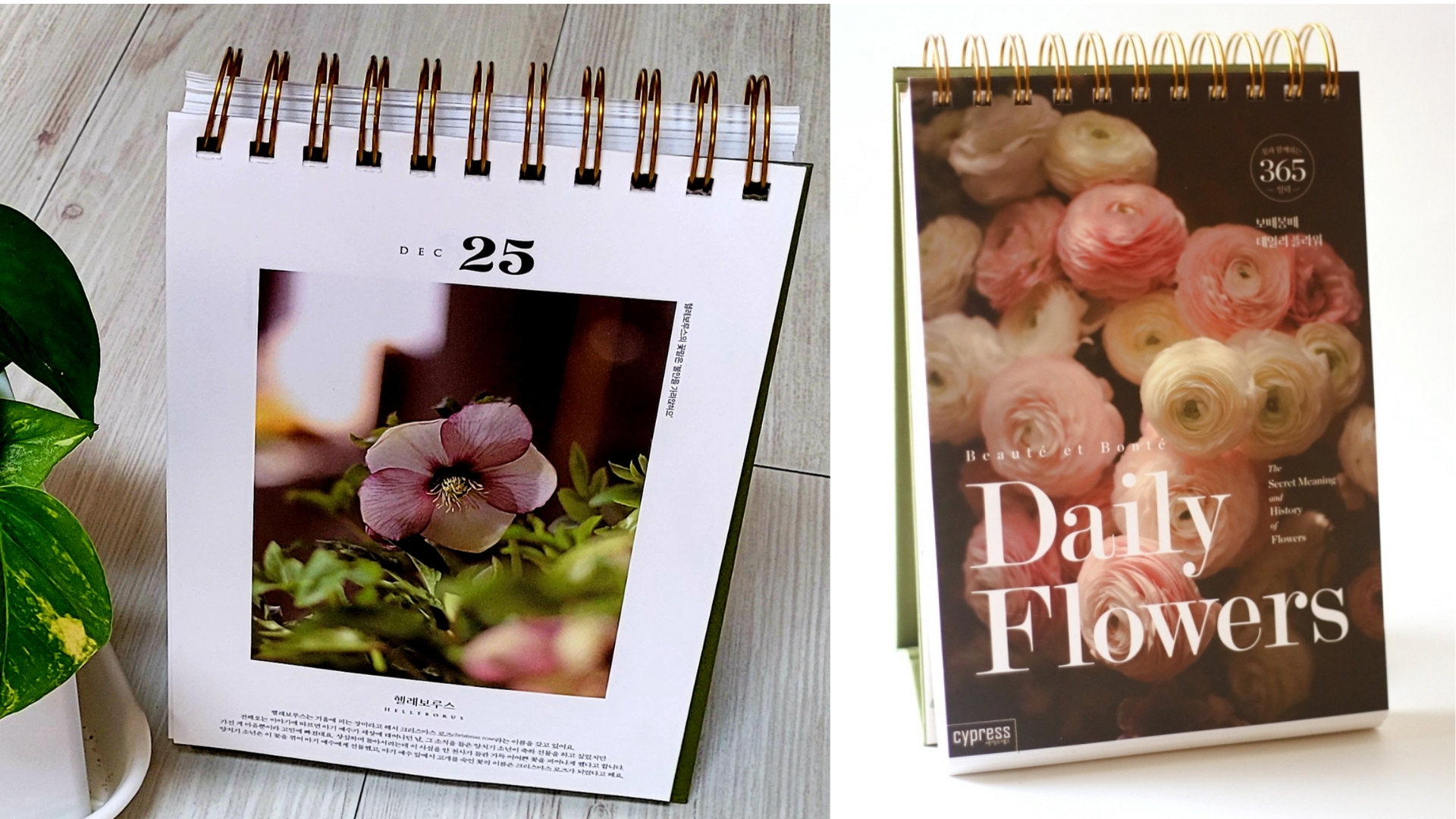 12월 25일의 꽃 헬레보루스와 보떼봉떼 데일리 플라워 (꽃과 함께하는 365일 일력)