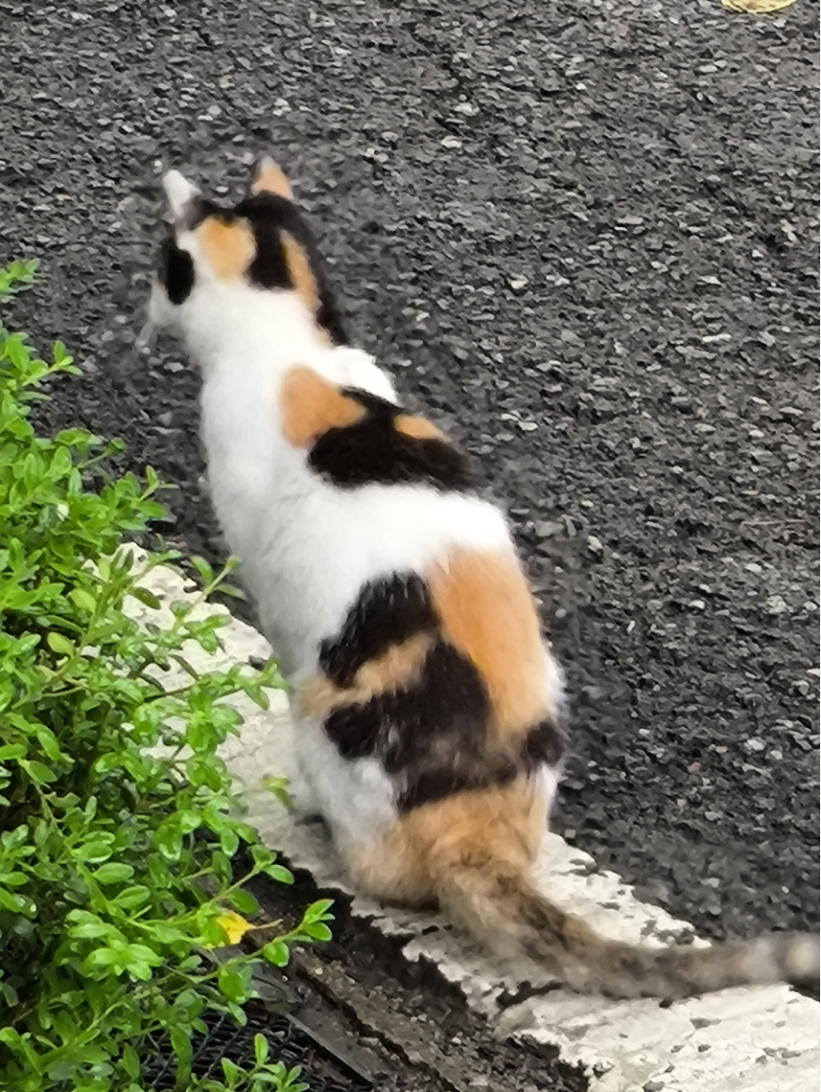 👒 밀짚모자:&nbsp;나름 기척을 숨기고 있었는데, 저를 향해 돌아보더라고요. 카메라를 내리고 눈을 맞췄어요. 