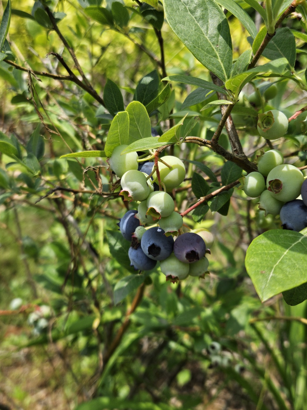 여름의 맛을 알려주는 통통한 블루베리도 양보할 수 없죠!
