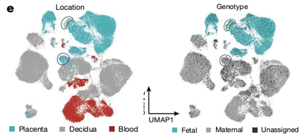 위의 클러스터들을 위치와 유래에 따라서 분류할 수 있어요!&nbsp; 초록색으로 표시된 부분이 모체, 보라색으로 표시된 부분이 태아에서 유래한 세포입니다.&nbsp;