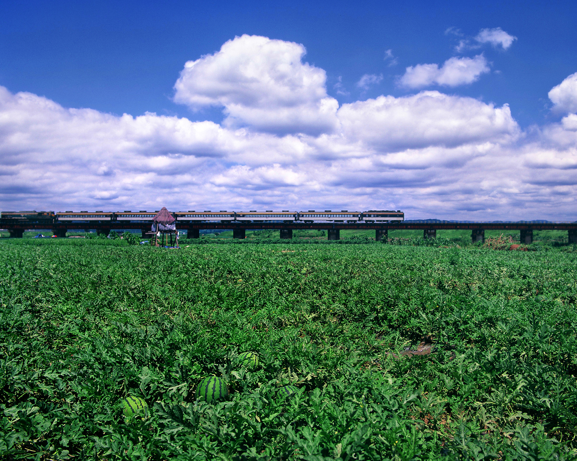 사진작가 임방순씨의 작품 '수박밭'. 이 작품의 촬영지인 청주시 미호천 일대는 1970년대만 해도 수박밭 등 농지가 많았지만 30여 년이 흐른 지금은 체육공원 등이 들어서있다. / 뉴시스