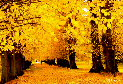 저희 홈피에 들려주신 1촌 여러분 감사해요