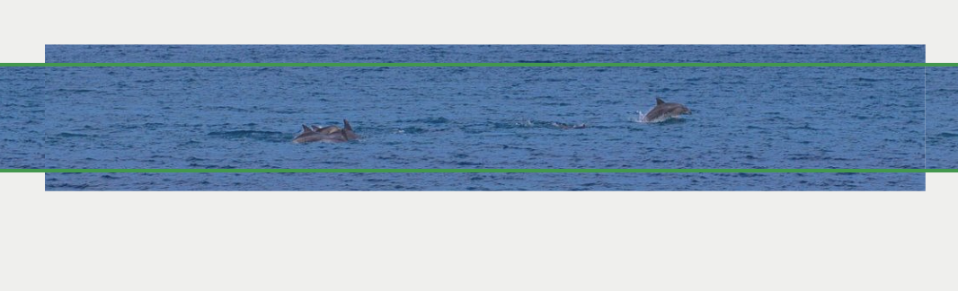 돌고래 마스킹 테이프