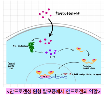 안드로겐성 탈모증(AA)의 발생 기전을 직접 정리한 그림입니다! 참고해주세요😉