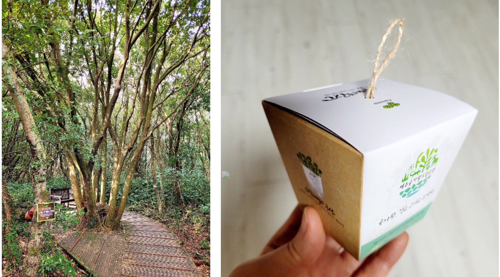 나무마다 좋은 글귀을 달아주는 프로그램(좌)과 