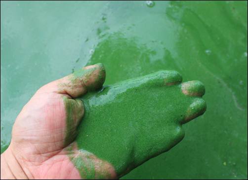 4대강 공사 이후 녹조가 가득한 강물의 모습 (출처:오마이뉴스)