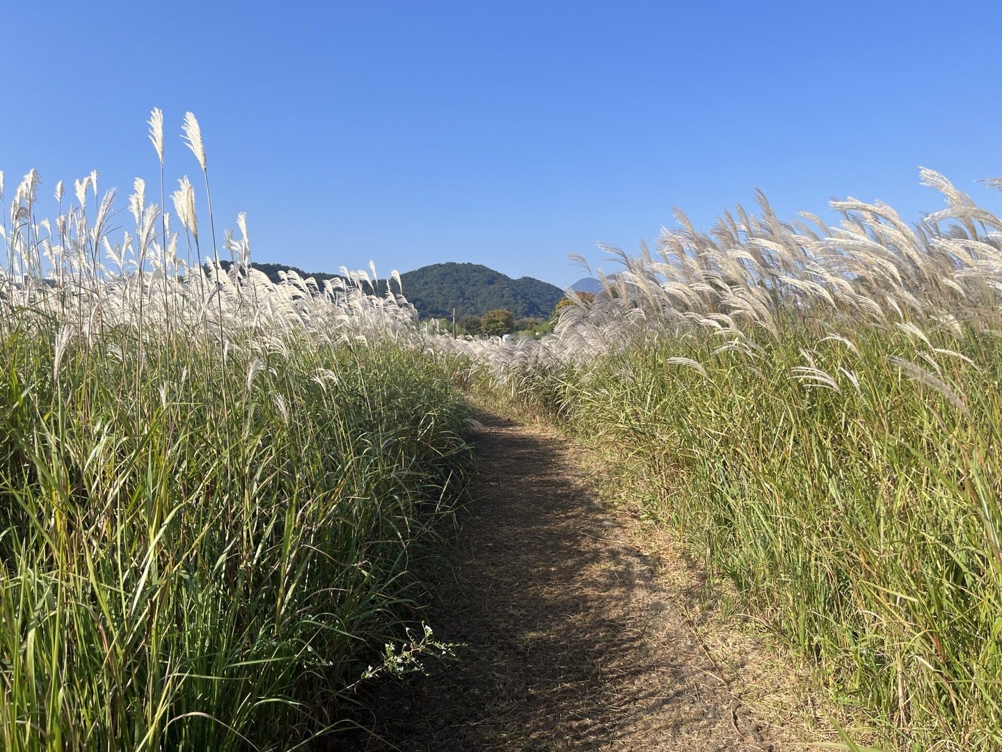 파란 하늘 아래 끝도없이 펼쳐진 억새 사이를 걷다보면 몸과 마음이 이완된다