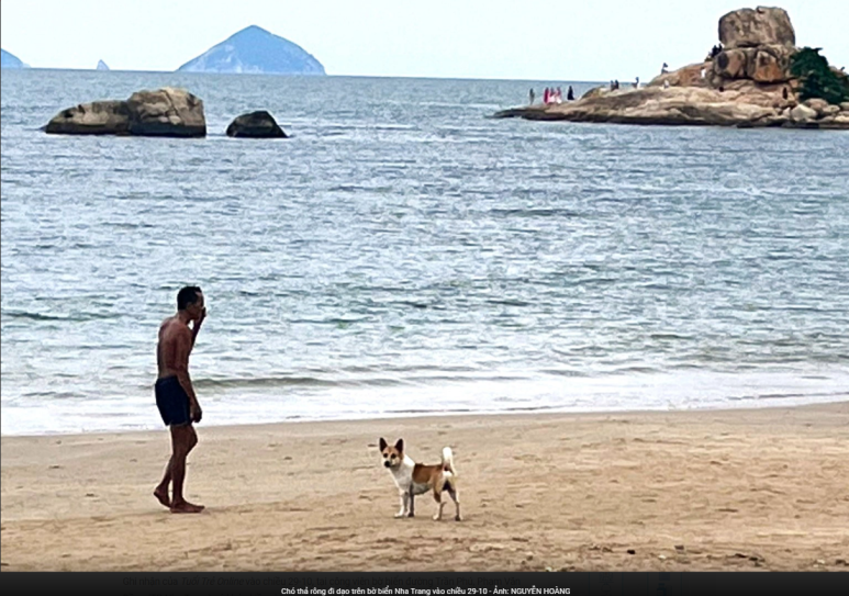 10/29 오후 냐짱 해변을 산책하는 풀어놓은 개