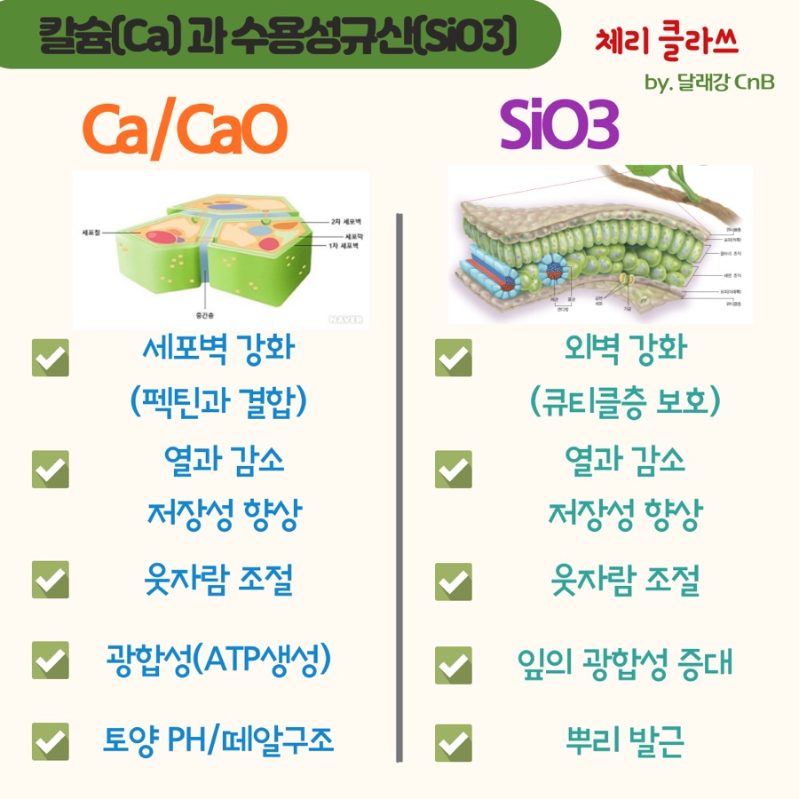 같은 듯 다른 칼슘(Ca)과 수용성규산(SiO3)의 과일재배에 활용의 썸네일 이미지